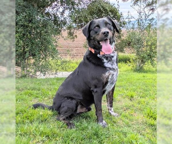 Medium Photo #2 Labrador Retriever-Unknown Mix Puppy For Sale in San Martin, CA, USA