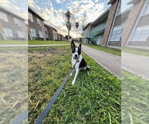 Boston Terrier Dogs for adoption in Beatrice, NE, USA