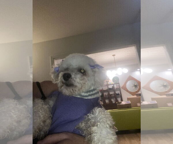 Medium Photo #3 Bichon Frise Puppy For Sale in Croydon, NH, USA