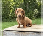Small #1 Dachshund