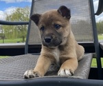 Puppy Yukon Alaskan Husky-Border Collie Mix