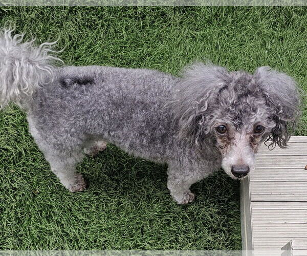 Medium Photo #1 Poodle (Miniature) Puppy For Sale in Oakhurst, NJ, USA