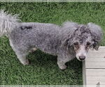 Small Poodle (Miniature)