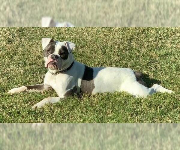 Medium Photo #2 Bulldog-Staffordshire Bull Terrier Mix Puppy For Sale in Rockwall, TX, USA