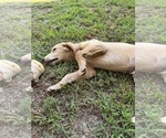 Small #3 Flat Coated Retriever-Golden Retriever Mix