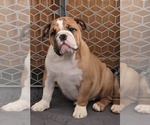 Small #2 English Bulldog