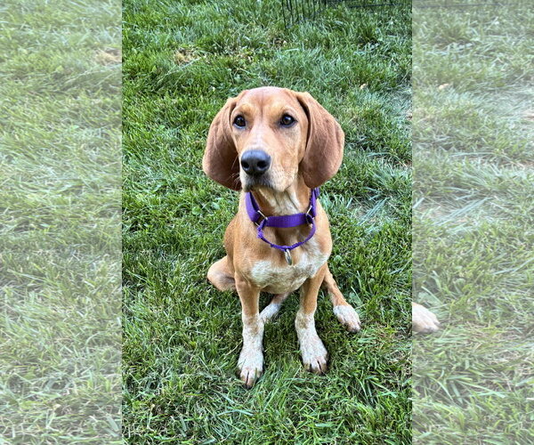 Medium Photo #12 Mutt Puppy For Sale in Rockaway, NJ, USA