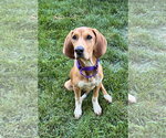 Small #11 Mutt