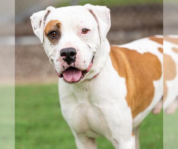 Medium Photo #1 Boxer-Unknown Mix Puppy For Sale in Camarillo, CA, USA