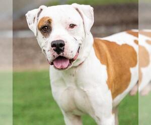 Boxer-Unknown Mix Dogs for adoption in Camarillo, CA, USA