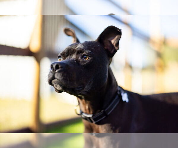 Medium Photo #4 Staffordshire Bull Terrier-Unknown Mix Puppy For Sale in oakland, FL, USA