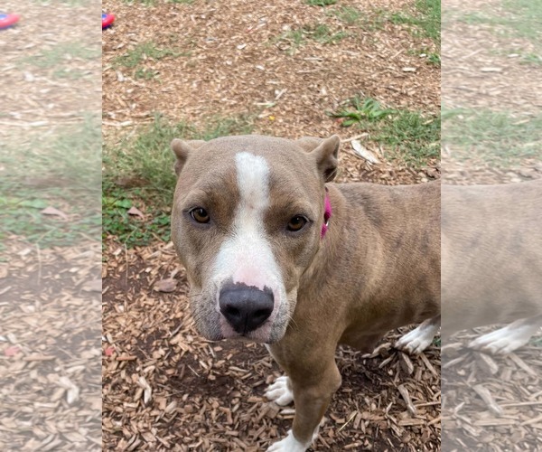 Medium Photo #5 Mutt Puppy For Sale in Rustburg, VA, USA