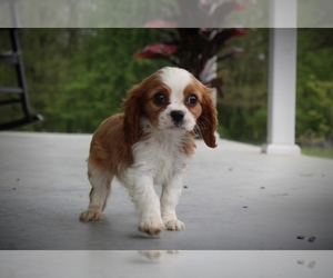 Cavalier King Charles Spaniel Puppy for sale in BLUFORD, IL, USA