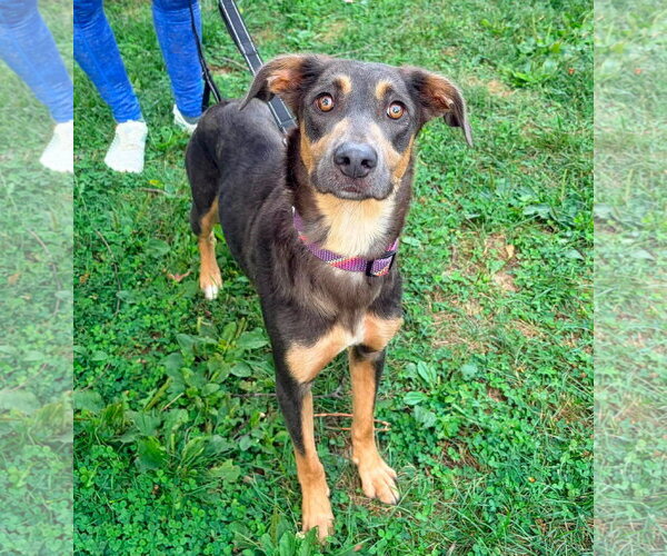 Medium Photo #1 Doberman Pinscher-Unknown Mix Puppy For Sale in New Oxford , PA, USA