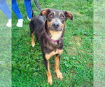 Small Doberman Pinscher Mix