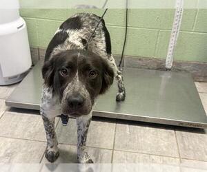 Mutt Dogs for adoption in Grand Prairie, TX, USA