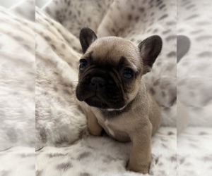 French Bulldog Puppy for sale in OJAI, CA, USA