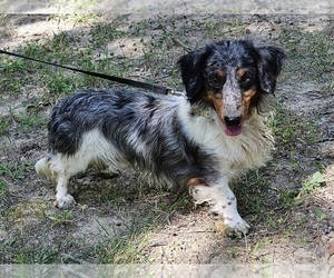 Father of the Dachshund puppies born on 06/09/2023