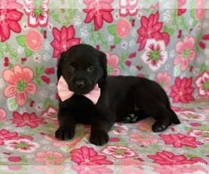Golden Retriever-Rottweiler Mix Puppy for sale in LANCASTER, PA, USA