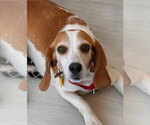 Teela - Female Beagle Dog for Adoption - Photo #6