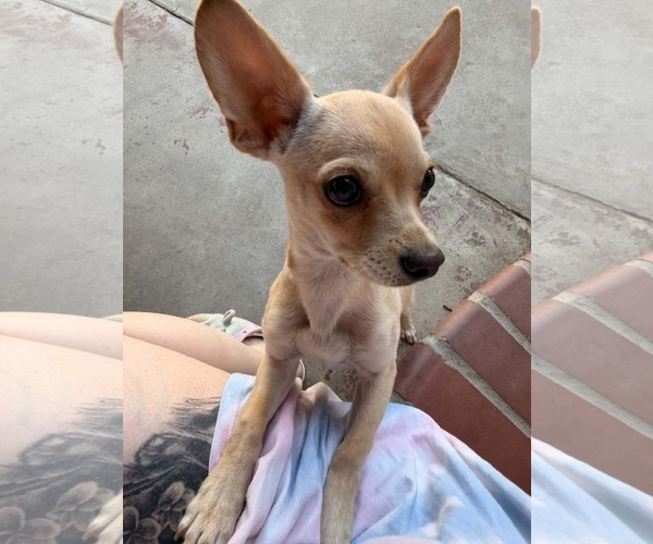 Medium Photo #2 Chihuahua-Unknown Mix Puppy For Sale in Visalia, CA, USA