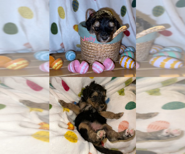 Medium Photo #1 Goldendoodle-Sheepadoodle Mix Puppy For Sale in SAN ANTONIO, TX, USA