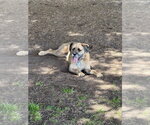 Small #2 Boxer Mix