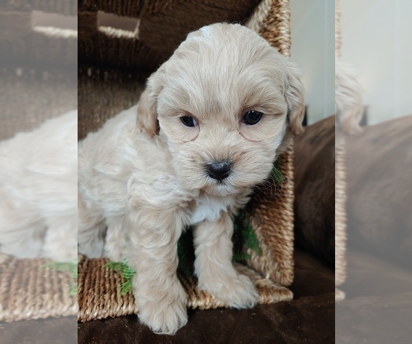 Full screen Photo #1 ShihPoo Puppy For Sale in CANON CITY, CO, USA