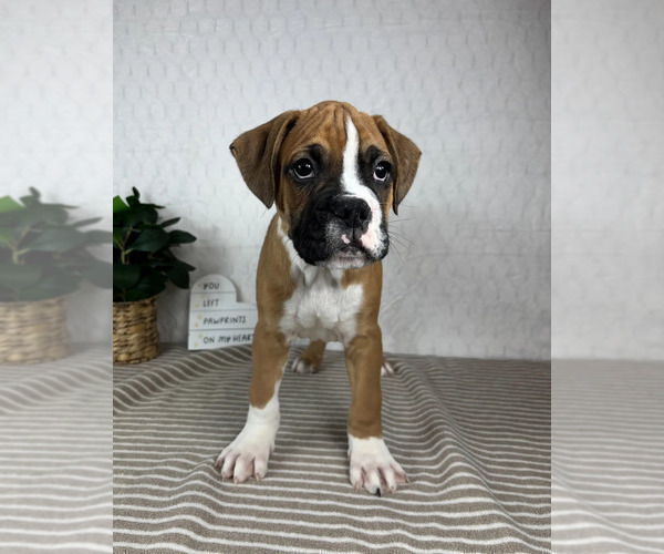 Medium Photo #2 Boxer Puppy For Sale in GREENFIELD, IN, USA