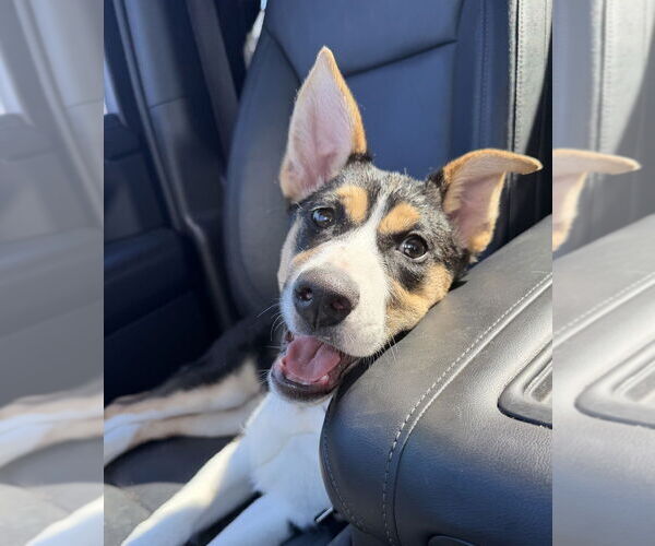 Medium Photo #11 Alaskan Malamute-Unknown Mix Puppy For Sale in Oak Bluffs, MA, USA