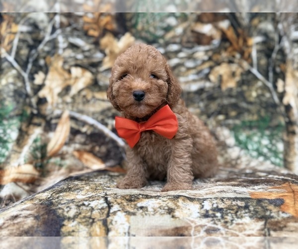 Medium Photo #1 Cavapoo (Miniature) Puppy For Sale in LAKELAND, FL, USA