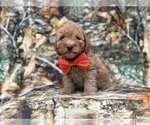 Image preview for Ad Listing. Nickname: Archie
