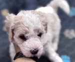 Puppy Mylie Poodle (Miniature)-Unknown Mix
