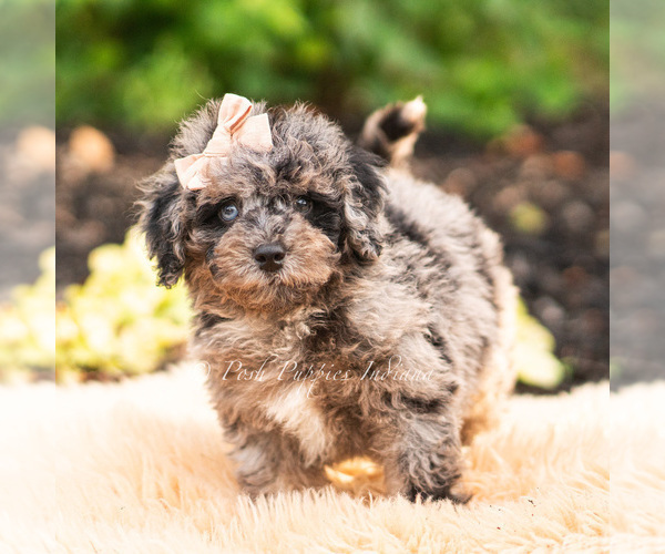 Medium Photo #21 Maltipoo (Miniature) Puppy For Sale in WARSAW, IN, USA