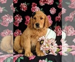 Small #5 Golden Retriever