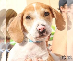 Mutt Dogs for adoption in Washington, DC, USA