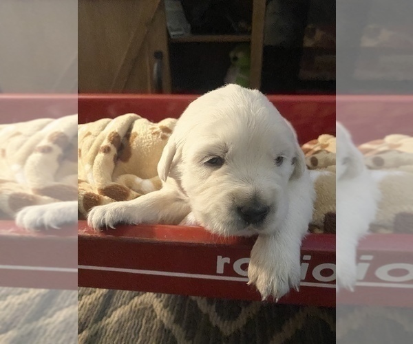 Medium Photo #5 English Cream Golden Retriever Puppy For Sale in ARCHBALD, PA, USA