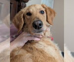 Small #1 Golden Retriever