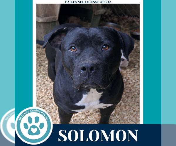 Medium Photo #3 Labrador Retriever-Unknown Mix Puppy For Sale in Kimberton, PA, USA