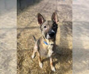 German Shepherd Dog Dogs for adoption in Saginaw, MI, USA