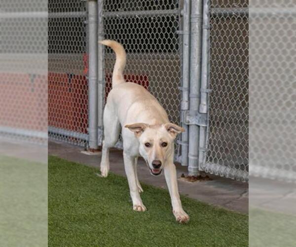 Medium Photo #2 German Shepherd Dog-Unknown Mix Puppy For Sale in Baytown, TX, USA