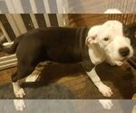 Small Photo #11 American Pit Bull Terrier Puppy For Sale in BUFFALO, NY, USA