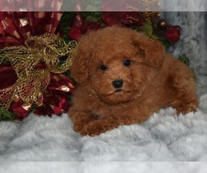Poodle (Toy) Puppy for sale in BARNESVILLE, KS, USA