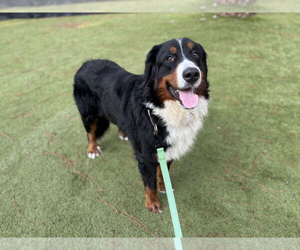 Medium Photo #3 Bernese Mountain Dog Puppy For Sale in Valrico, FL, USA