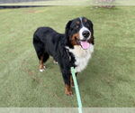 Small #2 Bernese Mountain Dog