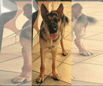 Small #4 German Shepherd Dog