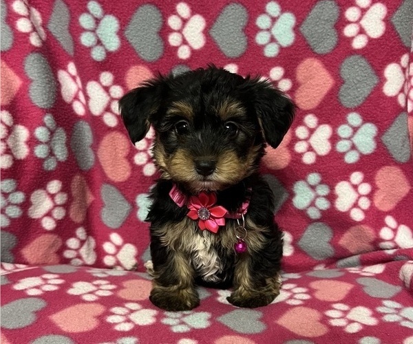 Medium Photo #1 YorkiePoo Puppy For Sale in JEFFERSONVILLE, IN, USA
