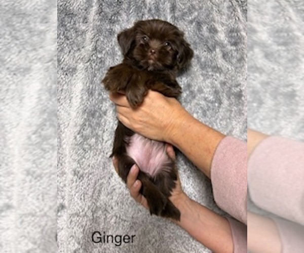 Medium Photo #57 Shorkie Tzu Puppy For Sale in SCOTTSDALE, AZ, USA