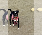 Small Italian Greyhuahua