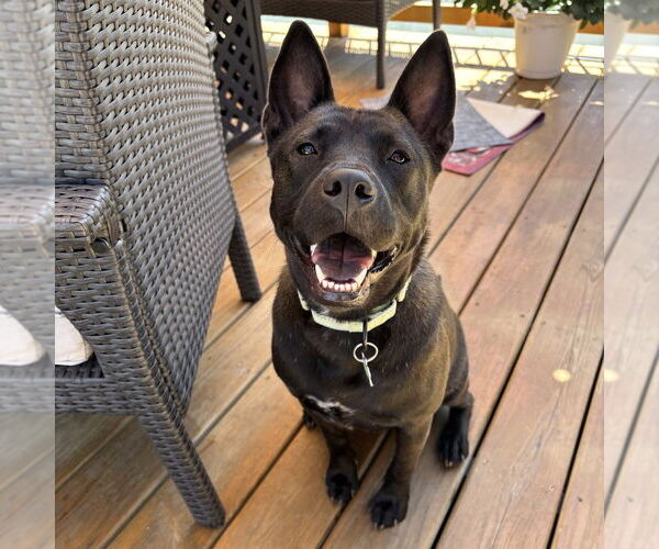 Medium Photo #25 Mutt Puppy For Sale in Boston, MA, USA